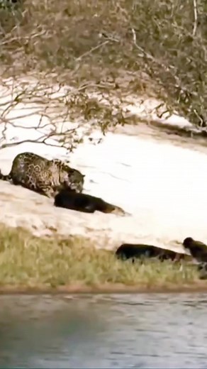 9.8M views · 10K reactions | Leopard  #forest #animal #hunting #wild #adventure #animals #Amazing #lions #wildlife | Animals World | Facebook