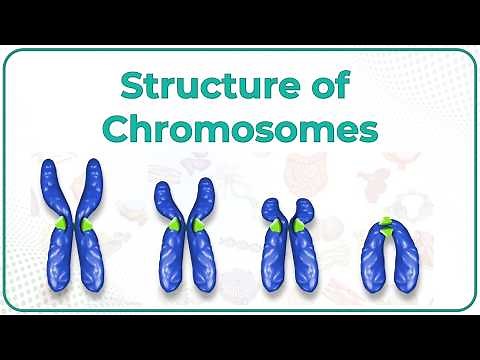 Structure of Chromosomes: Chromosome morphology & Karyotyping : USMLE Step 1