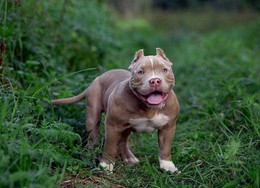 The 8 Best American Bully Breeders ⋆ American Bully Daily