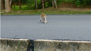 1.7K views · 88 reactions | Very Concern About Safety Of Baby Monkey Run Across The Road Go And Back. Hard To Control All Monkey Close With Road Traffic.#LovelyMonkey | Lovely Monkey | Facebook