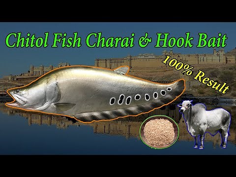 Catch Chital Fish in 4 Simple Steps