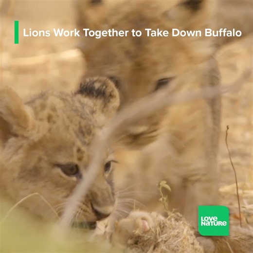 For lions, hunting together is a skill that takes years to finesse. Like most cats, they are creatures of the night and can see in almost pitch darkness. The night is much more dangerous. Hyenas and leopards are more active and more confident. As the pride comes together for the hunt, they try to ambush some impala and puku, but the antelope are fast and their senses keen. The Nsefu lions turn their attention to the newly arrived buffalo. They are strong and it'll take almost the whole pride to 