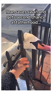 458K views · 21K reactions | Now he gets to use his pool like a father would #wholesome #animals | StoryTime | Facebook