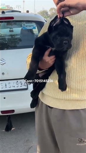Moster Look 😱😱 Cane Corso Male Puppy 🔥🔥 #subscribe #puppy #treding #viral
