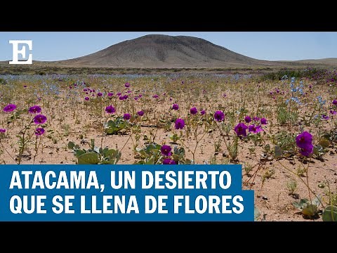 CHILE | El increíble espectáculo del desierto que florece en Atacama | EL PAÍS