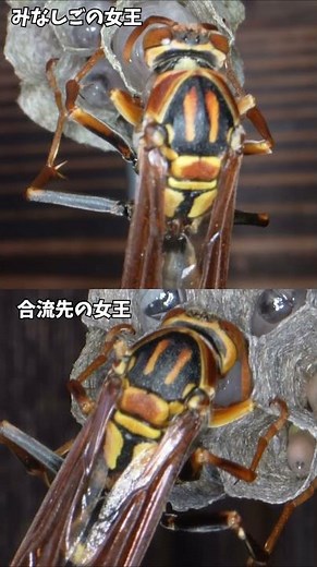 みなしごアシナガバチと合流先、同じ種類のアシナガバチですか？ #アシナガバチ #昆虫観察 #昆虫
