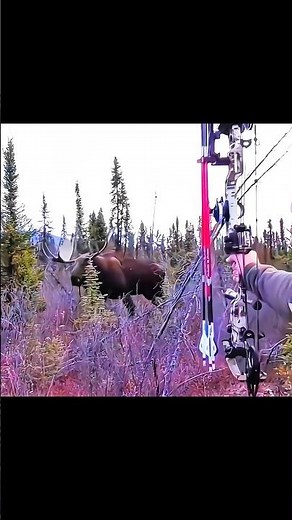 Giant Moose Hunting with Bow | Extremely Close Shot#MooseHunting #BowHunting #GiantMoose #Archery