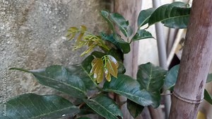 close up of leaf buds longan plant (dimocarpus longan) in the garden.