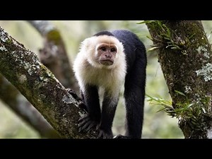 Panamanian White-Throated Capuchin—Tool Users