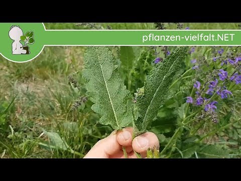 Wiesensalbei - Blätter - 30.04.18 (Salvia pratensis) - essbare Wildpflanzen bestimmen
