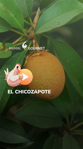 Animal Gourmet on Instagram: "🍈🐝 El chicozapote es un fruto mexicano tan dulce que siempre está rodeado de polinizadores. ¿Lo has pasado?"