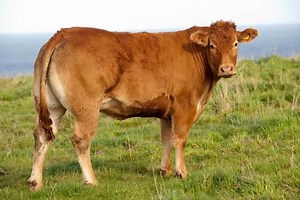 Limousin cattle - Alchetron, The Free Social Encyclopedia