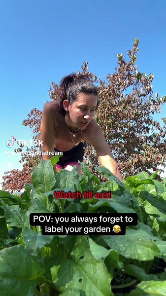 Golden Detroit Beets Harvesting Journey