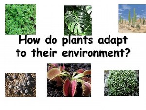How do plants adapt to their environment? - SlideServe