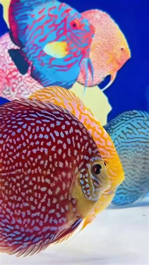 Got a favorite color or discus variety? We love making videos by request! #DiscusFish #AquariumLife #FishTok #DiscusLove | Golden State Discus