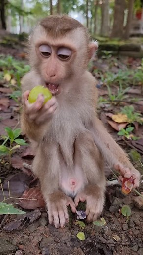 2.8K views · 77 reactions | Gorgeous baby monkey Vireak eats grapes | Monkey Care | Facebook