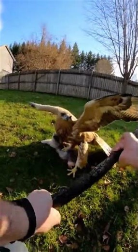 A thrilling moment when a hawk attacks a cat,
