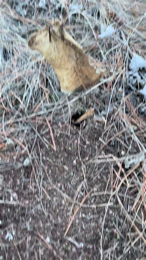 Bone set for coyote#traping #montana #lifestyle