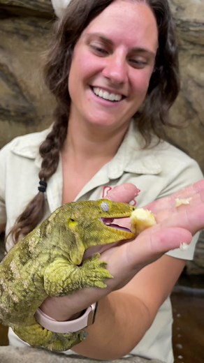 Look at the eye on this New Caledonian giant gecko the largest geckos in the world #rhacodactylus #leachianus #gecko #OverwatchMe