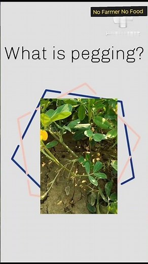 What is pegging? Role of peg in groundnut..