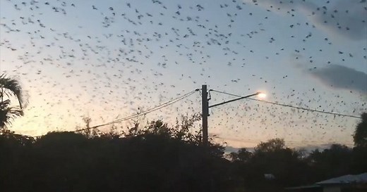 Australia town ‘invaded’ by thousands of bats