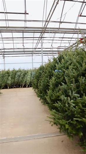 Our farm fresh Christmas trees have arrived! 🎄✨ The incredible scent of Fraser firs has taken over the greenhouse! Stately, sturdy, and symmetrical, Fraser firs are the classic choice for decorating. 🌟 Whether you’re looking for a 3 foot tree or a 10 foot tree, we have a great selection of all sizes! Experience all the sights and smells of the holidays, and stop by to choose your tree! Christmas comes alive at Dutch Growers. 🎁✨ — Pop by the store to shop or shop online 24/7! Support local. Sh