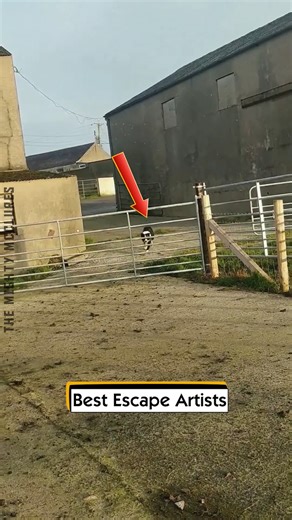 Best Escape Artists | The Mighty McClures