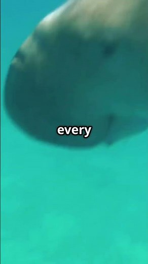 Manatee Madness: The Gentle Giants of the Sea!