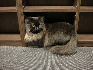 NYC's First Cat Cafe Meow Parlour Now Taking Reservations | The Mary Sue