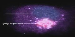 Synthesis of secretory proteins