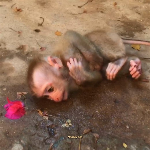 12K views · 318 reactions | Watch! Adorable Baby Monkey Cries Too Loudly 凉 | Baby Monkey Life | Facebook