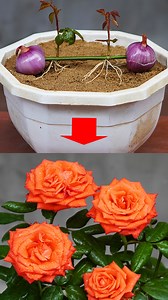 How I Propagate Roses Using Just Onions Tried this simple rose hack with only two onions. Surprisingly, the cuttings rooted fast and stayed super healthy. A fun, beginner-friendly trick for growing more roses at home. #gardeningtips #rosepropagation #growyourown #homegarden #plantlife #gardenhacks #backyardgarden | Garden Craft