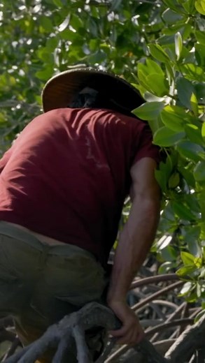 15K views · 413 reactions | Hazen treats his wound using local Bajau knowledge to avoid a bad infection. | Hazen Audel | Facebook
