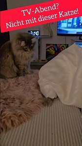 Typisch TV-Abend mit Katzen #süße #cat #jagd