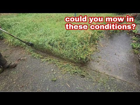 Is It Safe to Mow Wet Grass? We Tried It So You Don’t Have To