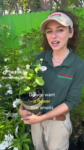 ✨Shrub Spotlight: this intoxicatingly fragrant flower is the quintessential centerpiece for your warm-climate moon garden. Jasminum sambac, aka Arabian Jasmine, is a fantastic viney-shrub (somewhere in between depending on how your prune and care for it) that blooms nearly year round in zones 9 & 10. Here’s everything you need to know: 🤍Native to South East Asia, this plant is revered for its fragrant blooms and is often a symbol of purity and love. 🤍 they prefer full to partial sun - the clos