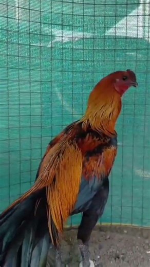 Long Tail Power Full Rooster Top Class Nonstop Hitting For The Black Fighter #aseelmurga