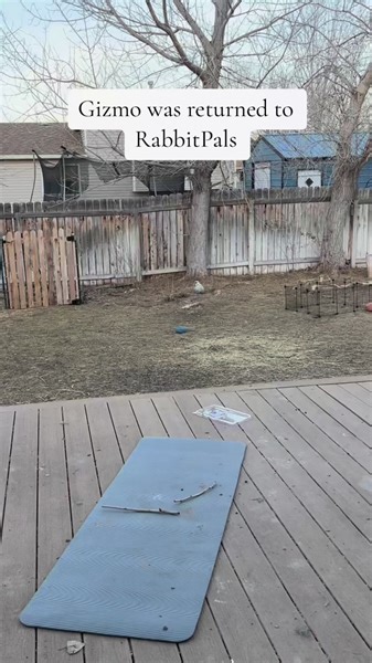 Gizmo, a timid soul, has returned to us as the breeder, embodying fear and uncertainty. It appears that socialization may have been lacking in her past, leaving her wary and withdrawn. Our mission now is clear: to instill confidence, foster friendships, and integrate her into our fluffle, ensuring a life filled with joy and companionship.This journey is not just about Gizmo; it’s about the transformative power of patience and understanding. We invite you to join us as we embark on this voyage of