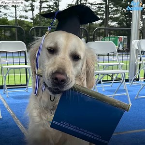 41K views · 1.6K reactions | Spiffy the dog graduated with the class of 2023 at Scotch Plains-Fanwood High School, becoming a certified therapy dog. https://rb.gy/exjj0 | Good Morning America | Facebook