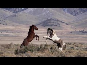 Wild horses fighting and kicking each other!