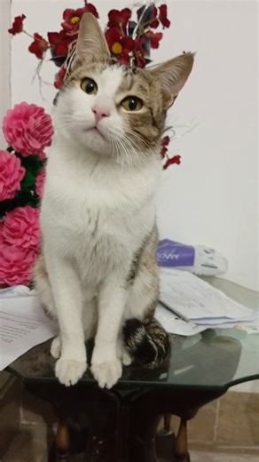 NOT CUTE ANYMORE #고양이 #고양이일상 #먼치킨 #cat #cutecat #catshorts #munchikin