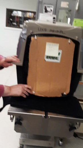 Meet Our Newest Patient: Great Horned Owl at Alaska Raptor Center