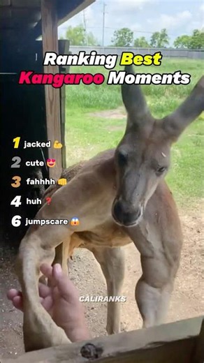 Ranking Best Kangaroo Moments
