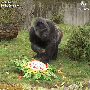 13M views · 584K reactions | The oldest living gorilla enjoys a birthday cake as he turns 61 years old at the Berlin Zoo, where he was raised from a two-year-old baby. Happy birthday, Fatou! https://abcn.ws/2JJAPxQ | ABC News | Facebook