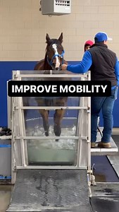 Did you know water therapy is one of the most effective ways to improve a horse’s mobility? The aquatic treadmill reduces strain on joints while encouraging a full range of motion, making it a powerful tool for rehab and conditioning. | Equine Performance Innovative Center: EPIC