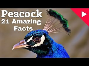 21 Interesting facts about peacocks | PeafowlFacts