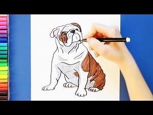 How to draw a bulldog