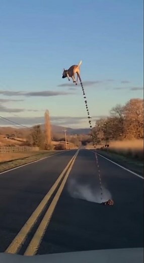 Recorded on a camera, a dog continuously pooping with full force pressure, launching itself.