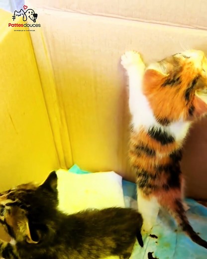 Deux Chatons Abandonnés Retrouvent l’Amour et un Nouveau Foyer 💛 | Sauvetage Émotionnel#ChatMignon #cat #SauvetageAnimal #chat | Pattes Douces