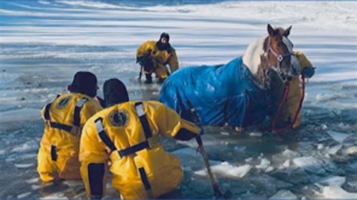 Horses rescued from icy pond